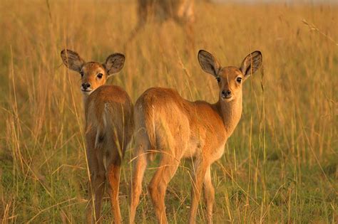 Lake Albert Safari Lodge