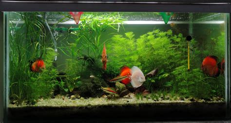 My Aquarium Blog: Planted Discus Aquarium