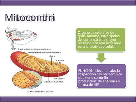 La Celula Estructura Y Función Las Organelas Celulares Ppt