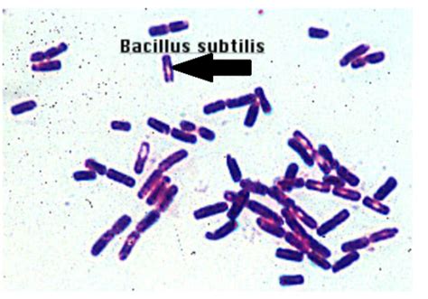 Bacillus Subtilis Gram Stain Positive Or Negative