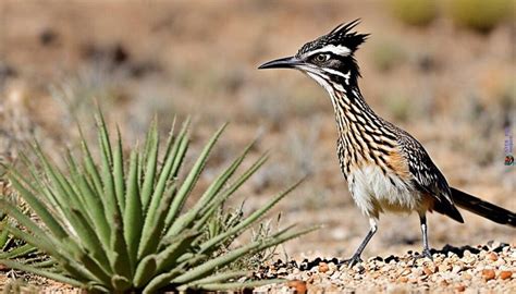 Greater Roadrunner Facts & Habitat Overview