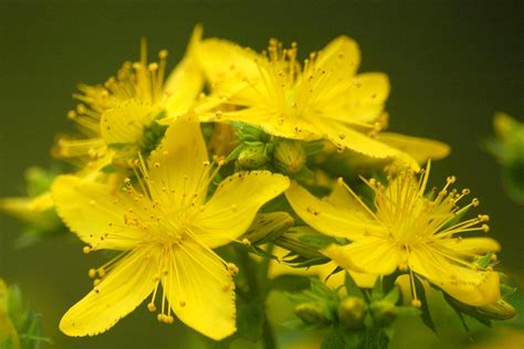 Aceite de hipérico Hypericum perforatum o hierba de San Juan