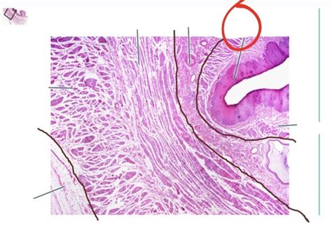 Anatomy Lab Exam Histology Reviews Flashcards Quizlet