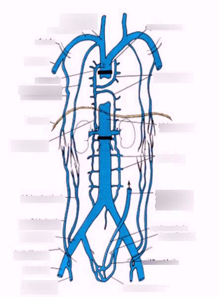 Tributaries Of The Superior And Inferior Vena Cava Diagram Quizlet