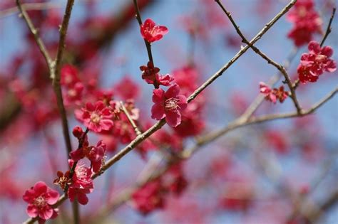 【兵庫 たつの市】梅の名所2選！綾部山梅林世界の梅公園（御津梅まつり）2019｜見頃・アクセス みたい まるはり×みたい ｜みつけて