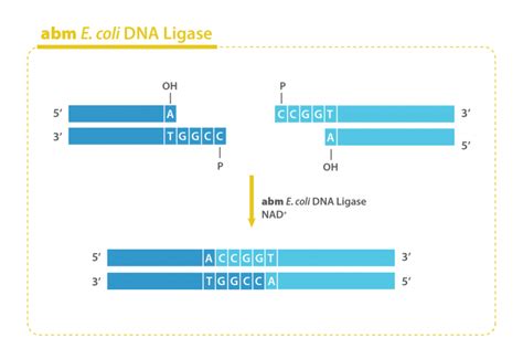 E. coli DNA Ligase - MBP INC