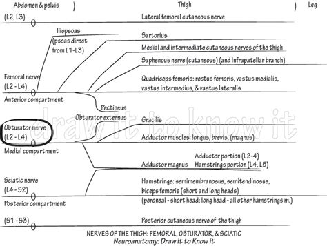 Gross Anatomy Glossary Obturator Nerve Ditki Medical Biological