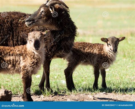 Soay Sheep stock image. Image of fiber, grazing, domestic - 284028427