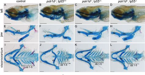 Figure 8 From The Roles Of RNA Polymerase I And III Subunits Polr1c And