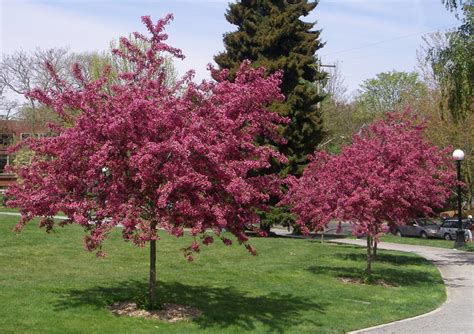 Cvetni Glog Crataegus Laevigata Paul S Scarlet Rasadnik Cvjeti Anin