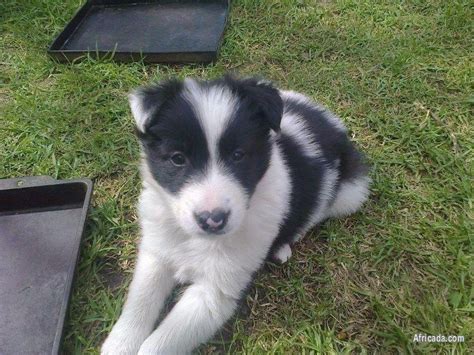 Border Collie x Rough Collie (Lassie / Golden) Puppies | Dogs / Puppies for sale in East London ...