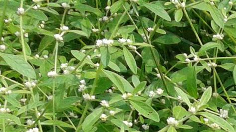 Health Benefits Of Ponnanganni Keerai Alternanthera Sessilis Naattu