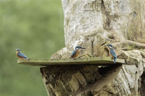 All Sizes Kingfisher8 Flickr Photo Sharing Kingfisher Pet