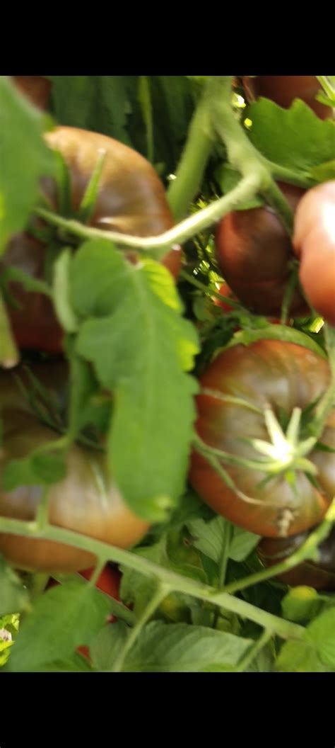 Томат Стринги: описание сорта, ОТЗЫВЫ (7), фото | tomatland.ru