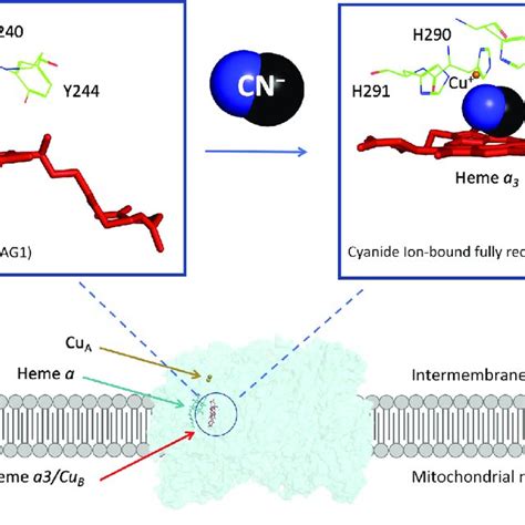 Cyanide As A Complex Iv Inhibitor And Mitochondrial Poison Ccox Dimer