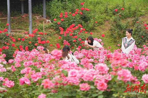 嗅花香、赏花朵、撷花韵，珠晖区这片玫瑰花海将承包您整个唯美的春光 新湖南客户端 新湖南