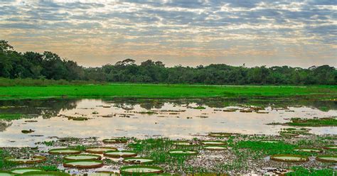 Mato Grosso do Sul: o estado com 3 importantes biomas