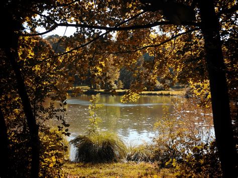 Free Images Landscape Tree Water Nature Forest Branch Sunlight