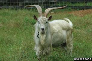 Goat Domestic Capra Hircus Domestic Type Linnaeus