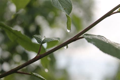 Rain Drops Wet Free Photo On Pixabay Pixabay