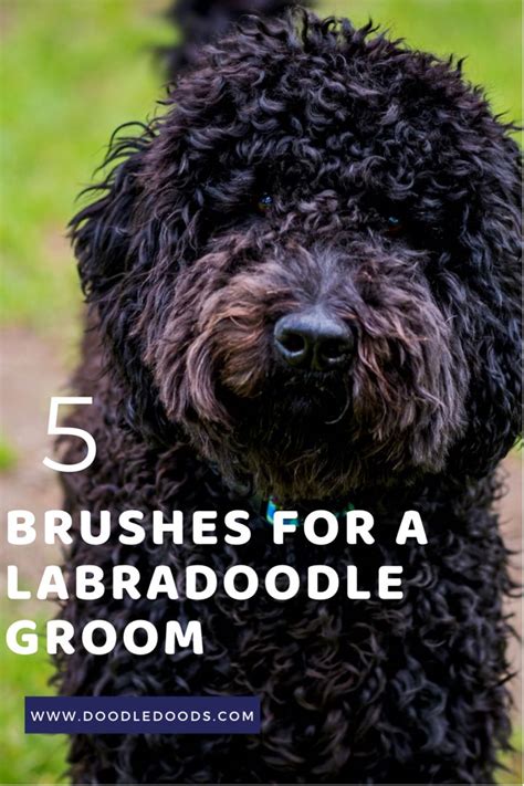 The Ultimate Labradoodle Brush Guide The Best Brush For Labradoodle