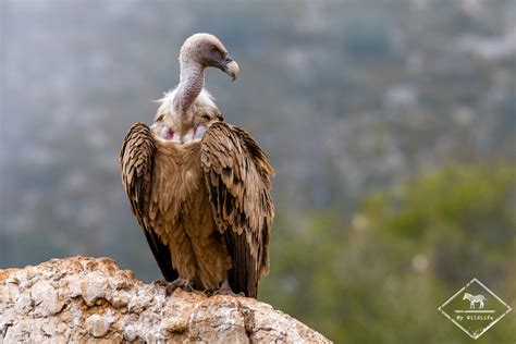 Photographier Les Vautours Dans La Réserve Nationale De Boumort