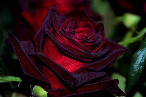 Black Magic Roses Rose Seeds Black Magic Roses Rose Garden Art