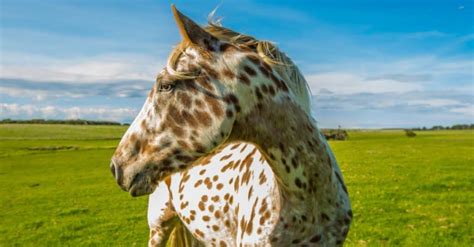 Discover The 6 Official State Animals Of Idaho A Z Animals