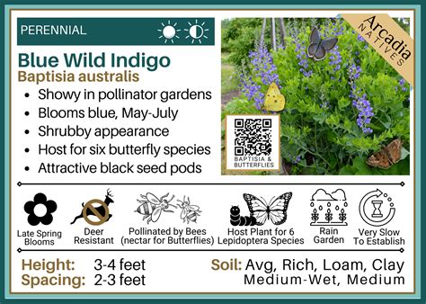 Baptisia Australis Blue Wild Indigo Arcadia Natives