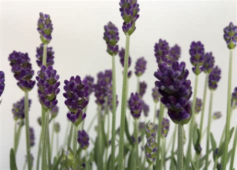 Lavandula Angustifolia Imperial Gem Lavendel Imperial Gem G Rtnerei