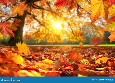 Autumn Leaves Falling On The Ground In A Park Stock Photo Image Of