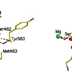 Overall structure of a human tissue transglutaminase (TG) dimer with ...