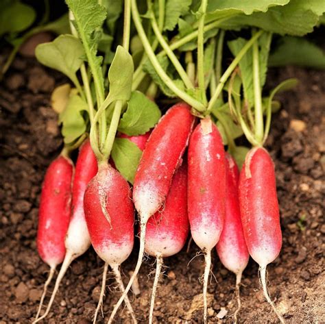 TomorrowSeeds French Breakfast Radish Seeds 300 Count Packet Red