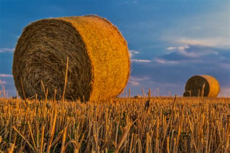 Free Bales Hay Bales Images Pixabay