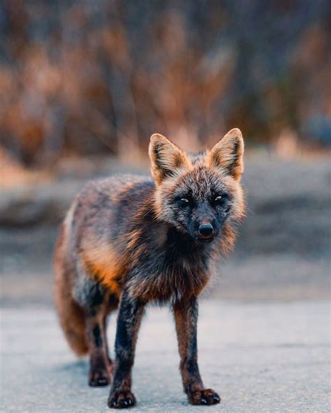 Unique Fox with a stunning Black and Orange Coat, he's really Friendly! - Exgenus