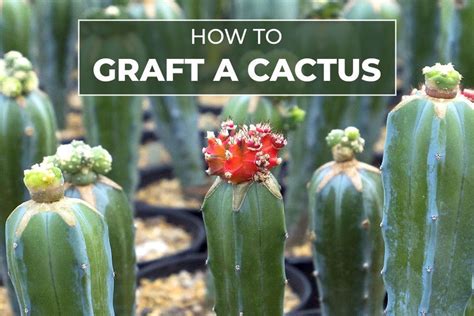 How To Graft A Cactus Plant Cactus Grafting Guide Hanging Succulents Propagating Succulents