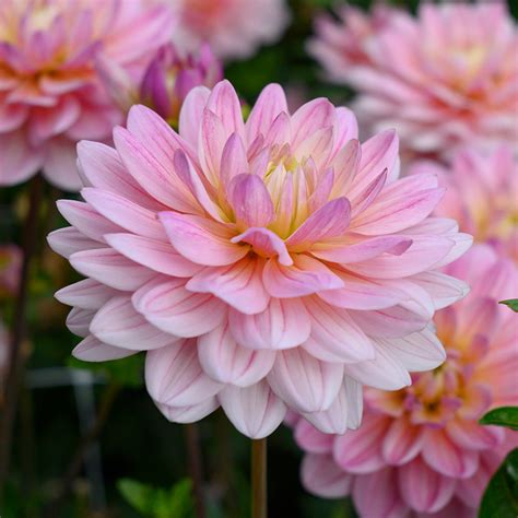 Dahlia Pink Magic 10940