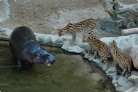 Mixed Species Exhibit Zoos At Alexander Silva Blog