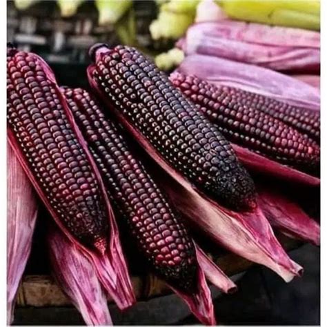 Jual Benih Seeds Biji Purple Corn Jagung Ungu Unik Pulut Ketan Shopee