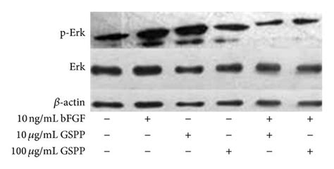 Gspp Inhibited Bfgf Induced Proliferation Of Hlecs And Erk