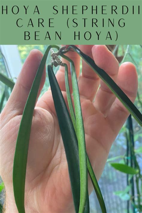 Hoya Shepherdii Expert Care Tips For String Bean Hoya