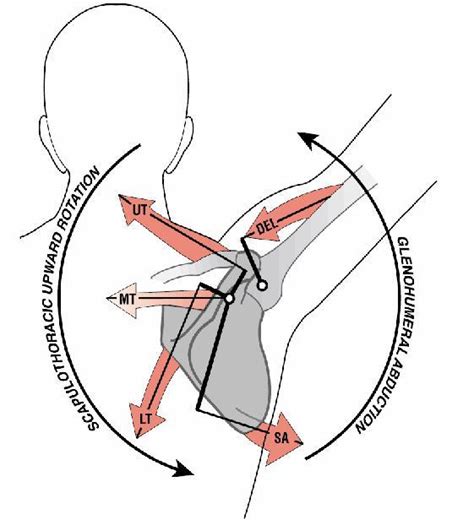 Shoulder Complex Kinematic Considerations Best Performance Group