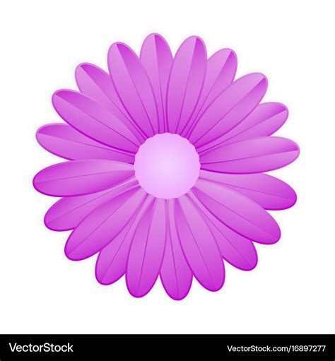 Purple flower on white background Royalty Free Vector Image