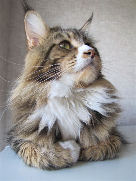 Самая большая кошка в мире