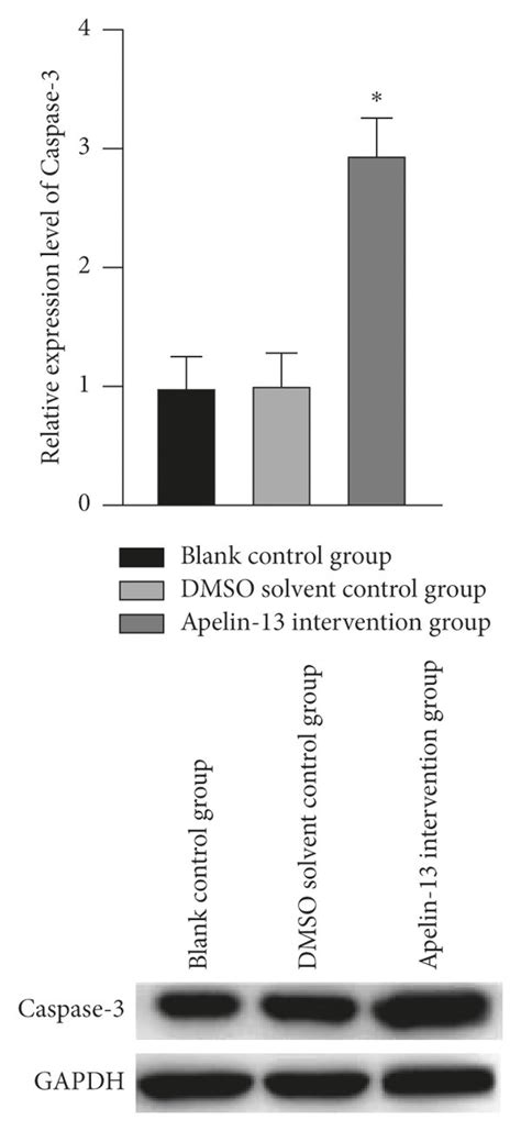 Changes Of Apoptosis Related Factors Bcl 2 And Caspase 3 In Adipocytes