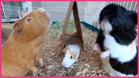 Can You Train Guinea Pigs To Jump Through Hoops Youtube