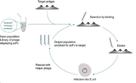 Schematic Of A Simple Antibody Phage Display Protocol Download Scientific Diagram