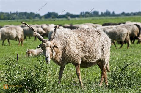 Graue gehörnte Heidschnuck Ovis aries in der Lüneburger Heide Bild