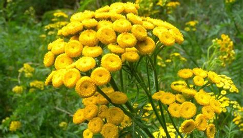 Health Benefits, Active Substances, Dosage and Side Effects of Tansy (Tanacetum vulgare) and Its ...