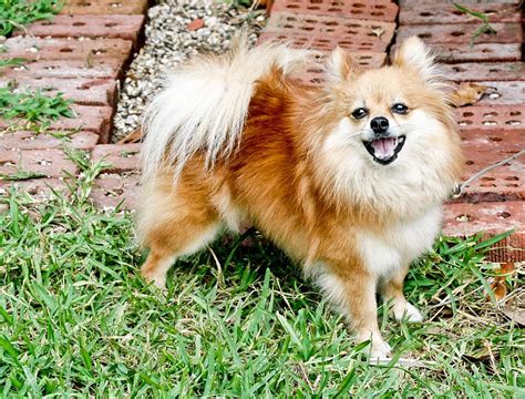 Difference Between Pomeranian and Chihuahua | Facts, Features, Characteristics, and Behavior